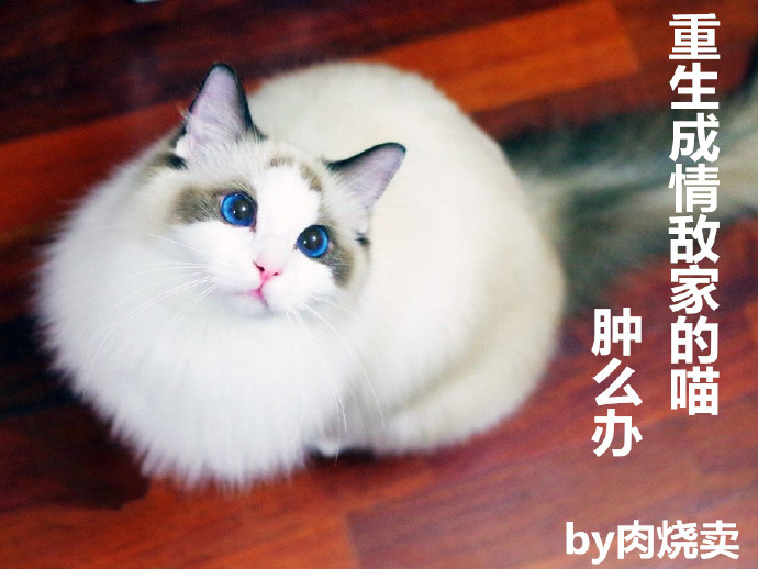 重生成情敌家的喵，肿么办